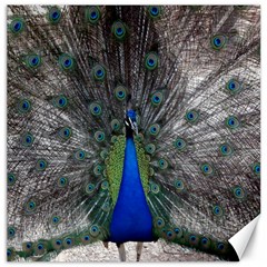 Peacock Bird Animals Pen Plumage Canvas 16  X 16  by Sapixe