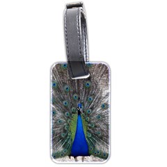 Peacock Bird Animals Pen Plumage Luggage Tags (two Sides) by Sapixe