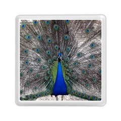 Peacock Bird Animals Pen Plumage Memory Card Reader (square) by Sapixe