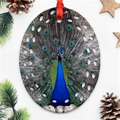 Peacock Bird Animals Pen Plumage Ornament (oval Filigree) by Sapixe