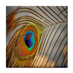 Peacock Feather Feather Bird Tile Coasters