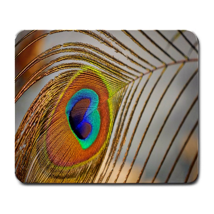 Peacock Feather Feather Bird Large Mousepads