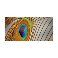 Peacock Feather Feather Bird Yoga Headband