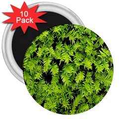 Green Hedge Texture Yew Plant Bush Leaf 3  Magnets (10 Pack)  by Sapixe