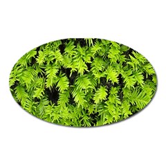 Green Hedge Texture Yew Plant Bush Leaf Oval Magnet by Sapixe