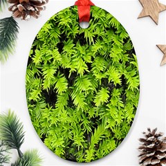 Green Hedge Texture Yew Plant Bush Leaf Oval Ornament (two Sides) by Sapixe