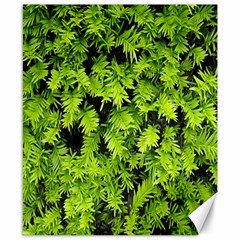 Green Hedge Texture Yew Plant Bush Leaf Canvas 8  X 10  by Sapixe