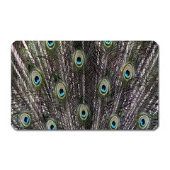 Background Peacock Feathers Magnet (rectangular) by Sapixe