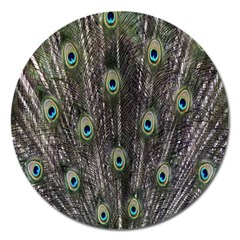 Background Peacock Feathers Magnet 5  (round) by Sapixe