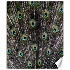 Background Peacock Feathers Canvas 8  X 10  by Sapixe