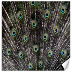 Background Peacock Feathers Canvas 12  X 12  by Sapixe