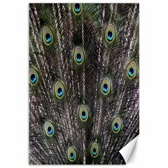 Background Peacock Feathers Canvas 12  X 18  by Sapixe