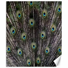 Background Peacock Feathers Canvas 20  X 24  by Sapixe