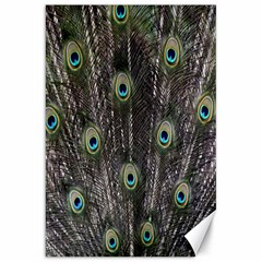 Background Peacock Feathers Canvas 20  X 30  by Sapixe