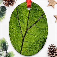 Butterbur Leaf Plant Veins Pattern Ornament (oval)