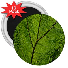 Butterbur Leaf Plant Veins Pattern 3  Magnets (10 Pack)  by Sapixe