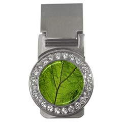 Butterbur Leaf Plant Veins Pattern Money Clips (cz)  by Sapixe