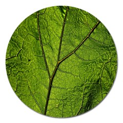 Butterbur Leaf Plant Veins Pattern Magnet 5  (round) by Sapixe