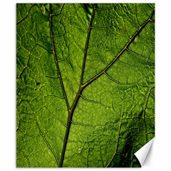 Butterbur Leaf Plant Veins Pattern Canvas 8  X 10  by Sapixe