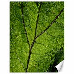 Butterbur Leaf Plant Veins Pattern Canvas 12  X 16  by Sapixe