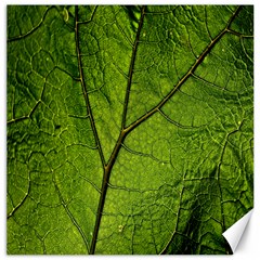 Butterbur Leaf Plant Veins Pattern Canvas 16  X 16  by Sapixe