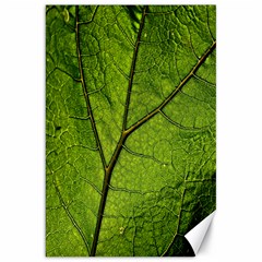 Butterbur Leaf Plant Veins Pattern Canvas 20  X 30  by Sapixe