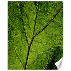 Butterbur Leaf Plant Veins Pattern Canvas 11  X 14  by Sapixe