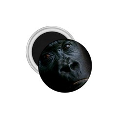 Gorilla Monkey Zoo Animal 1 75  Magnets by Nexatart