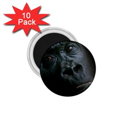 Gorilla Monkey Zoo Animal 1 75  Magnets (10 Pack)  by Nexatart