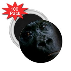 Gorilla Monkey Zoo Animal 2 25  Magnets (100 Pack)  by Nexatart