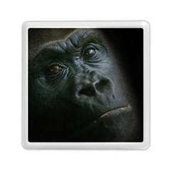 Gorilla Monkey Zoo Animal Memory Card Reader (square) by Nexatart