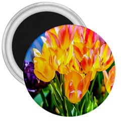 Festival Of Tulip Flowers 3  Magnets by FunnyCow