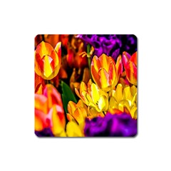 Fancy Tulip Flowers In Spring Square Magnet by FunnyCow