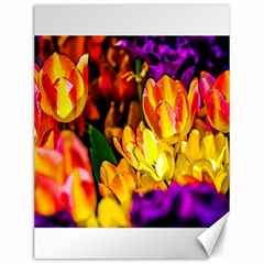 Fancy Tulip Flowers In Spring Canvas 12  X 16  by FunnyCow