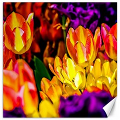 Fancy Tulip Flowers In Spring Canvas 20  X 20  by FunnyCow