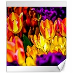 Fancy Tulip Flowers In Spring Canvas 20  x 24  19.57 x23.15  Canvas - 1