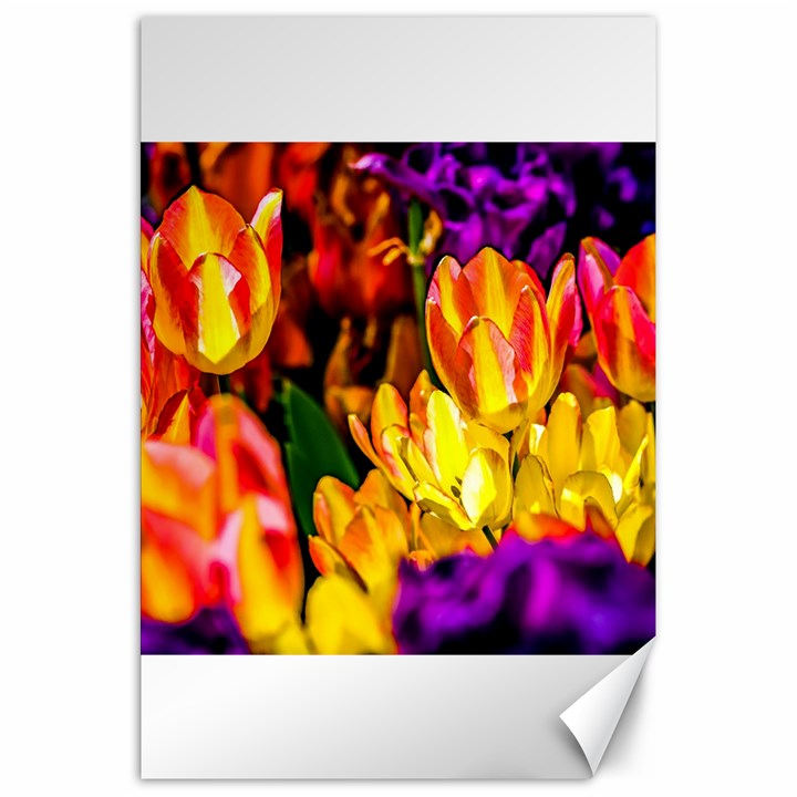 Fancy Tulip Flowers In Spring Canvas 20  x 30 