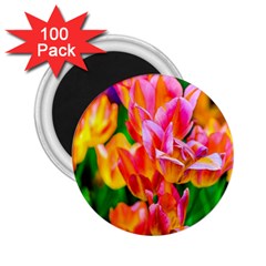 Blushing Tulip Flowers 2 25  Magnets (100 Pack)  by FunnyCow