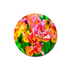 Blushing Tulip Flowers Magnet 3  (round) by FunnyCow