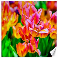 Blushing Tulip Flowers Canvas 20  X 20  by FunnyCow