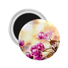 Paradise Apple Blossoms 2 25  Magnets by FunnyCow