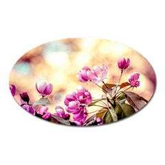 Paradise Apple Blossoms Oval Magnet by FunnyCow