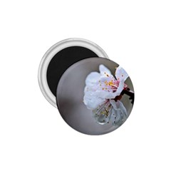 Rainy Day Of Hanami Season 1 75  Magnets by FunnyCow