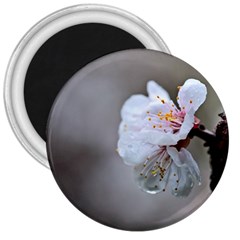 Rainy Day Of Hanami Season 3  Magnets by FunnyCow