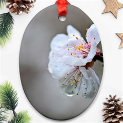 Rainy Day Of Hanami Season Ornament (oval) by FunnyCow