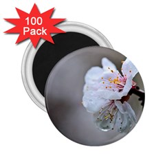 Rainy Day Of Hanami Season 2 25  Magnets (100 Pack)  by FunnyCow