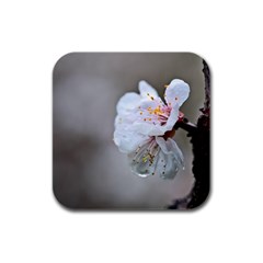 Rainy Day Of Hanami Season Rubber Square Coaster (4 Pack)  by FunnyCow