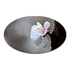 Rainy Day Of Hanami Season Oval Magnet by FunnyCow