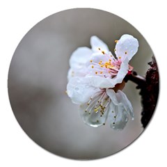 Rainy Day Of Hanami Season Magnet 5  (round) by FunnyCow