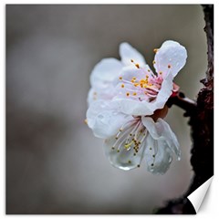 Rainy Day Of Hanami Season Canvas 16  X 16  by FunnyCow